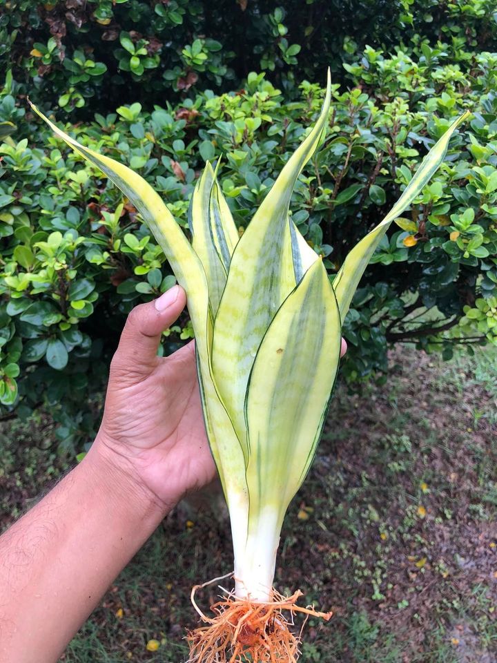 Sansevieria Combo #35 (Two Beautiful Trifas)