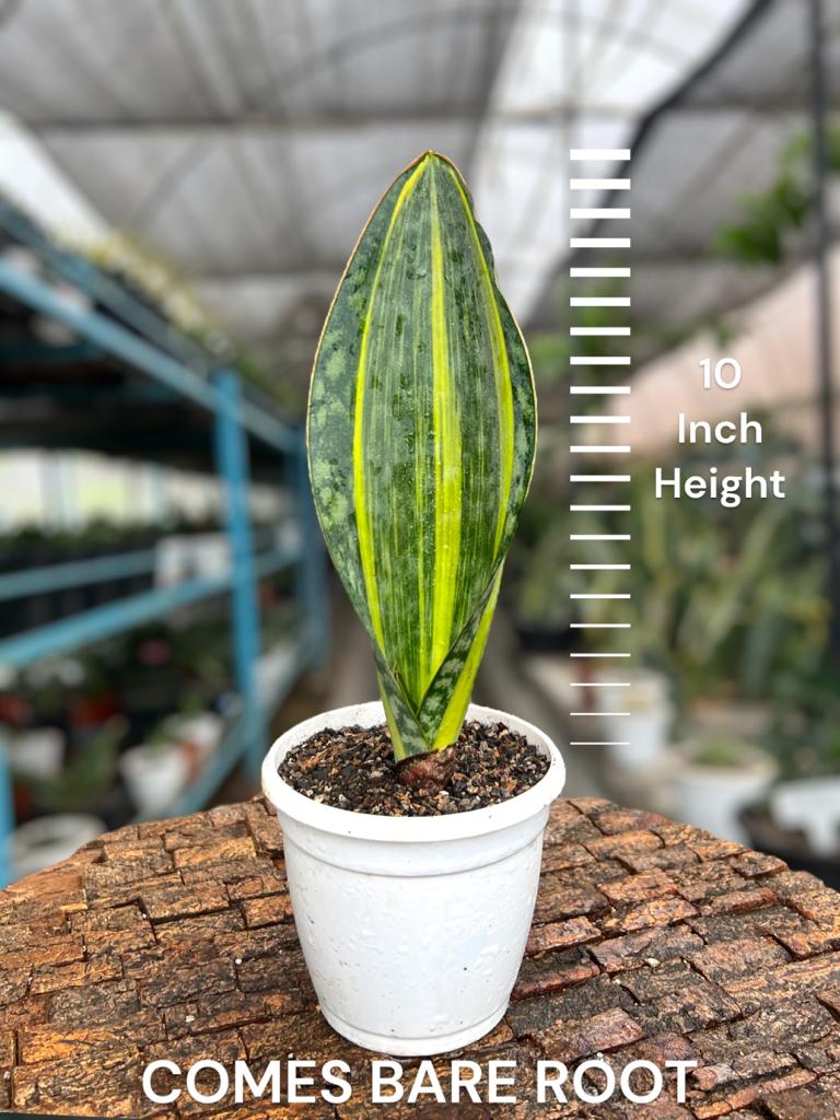 Sansevieria Masoniana Yellow Variegated (Single Leaf)