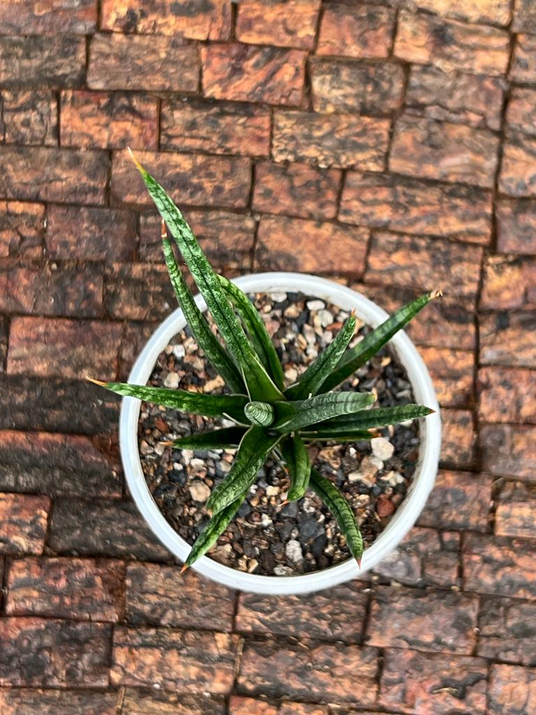 Sansevieria Francisii