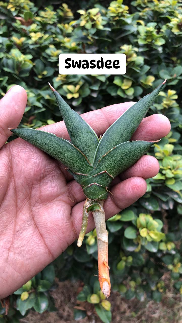Sansevieria Combo #08 of four plants