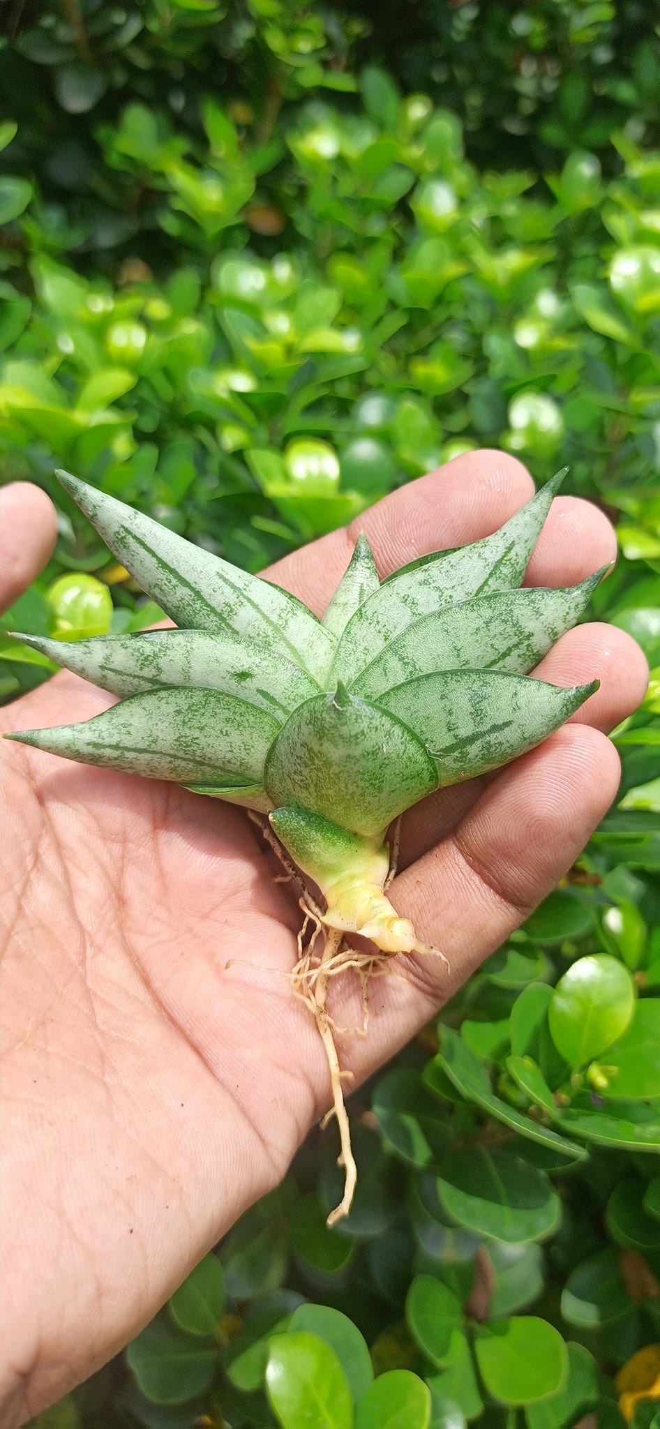 Sansevieria Combo Offer Of 3 (S)