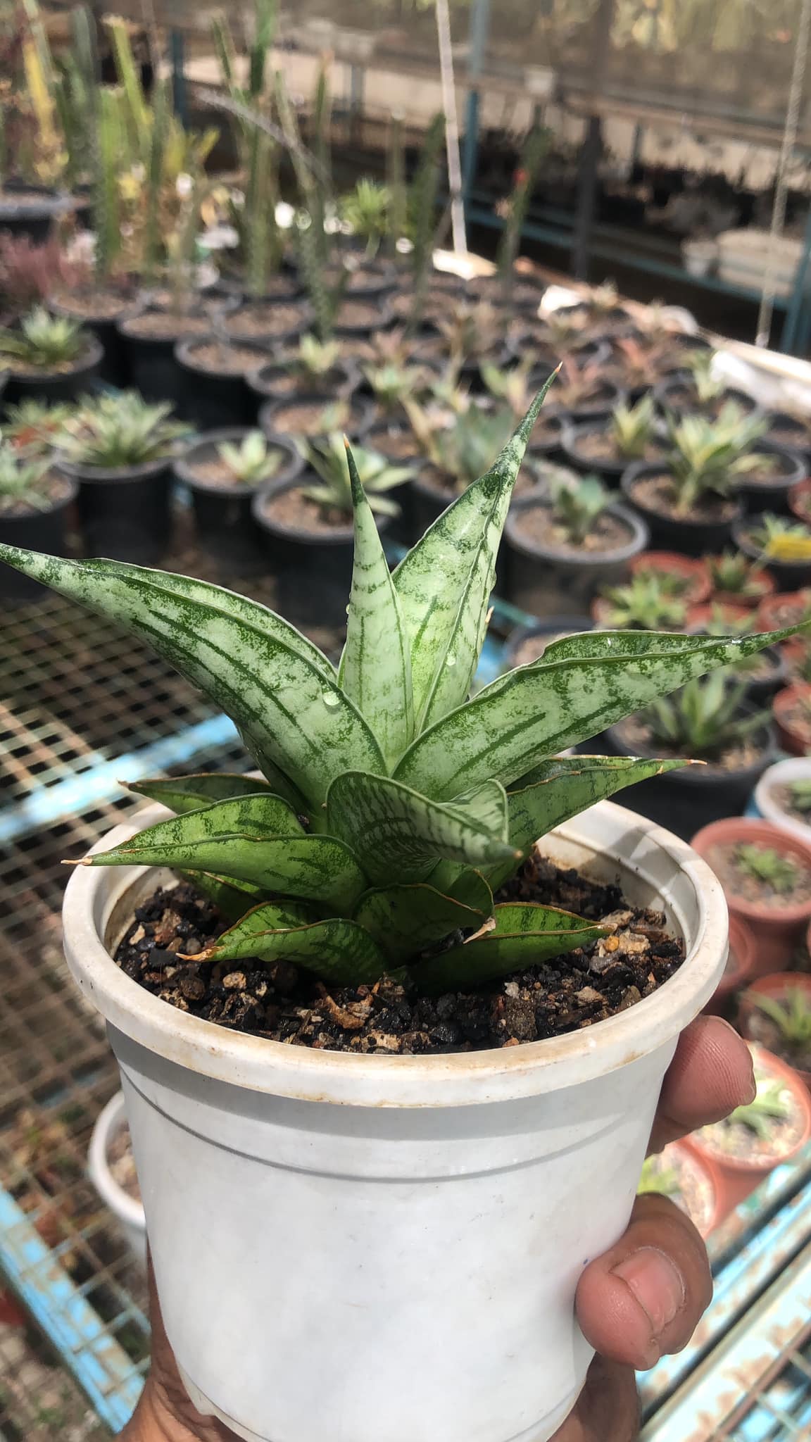 Sansevieria Irish Bella