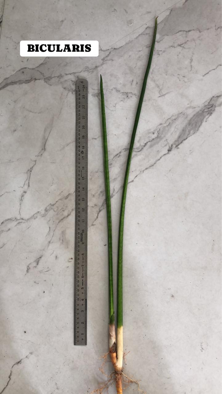 Sansevieria Combo #39 (Three Plants)