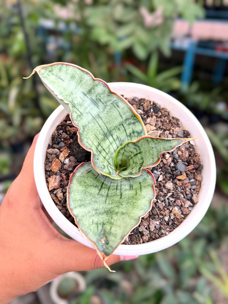 Sansevieria Kirkii Silver Blue
