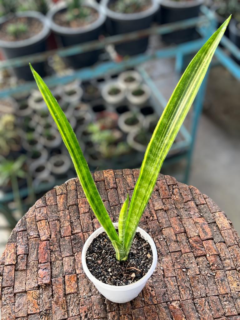 Sansevieria Sulcata Variegated