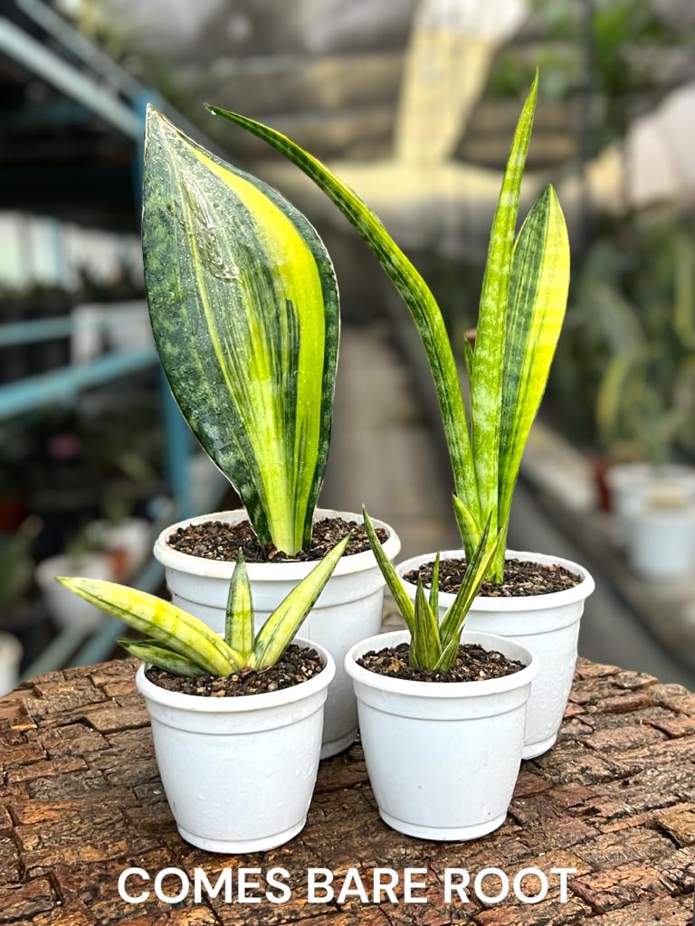 Sansevieria Combo #61 (04 Plants)