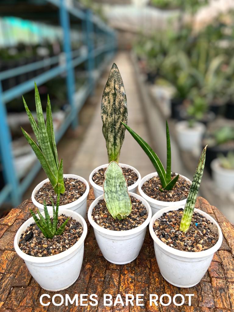 Sansevieria Combo Offer Of 6 (H)