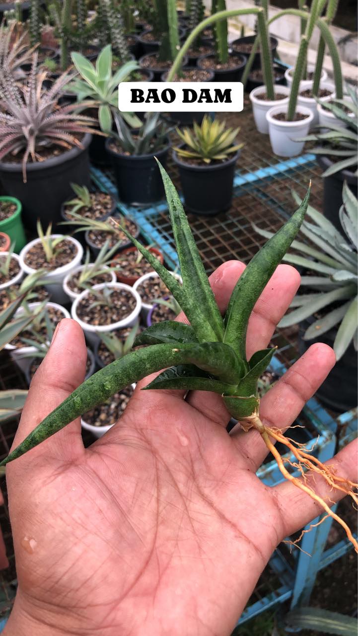 Combo #06 (5 Plants)