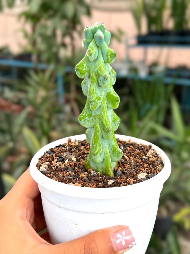 Myrtillocactus Geometrizans Fukurokuryuzinboku