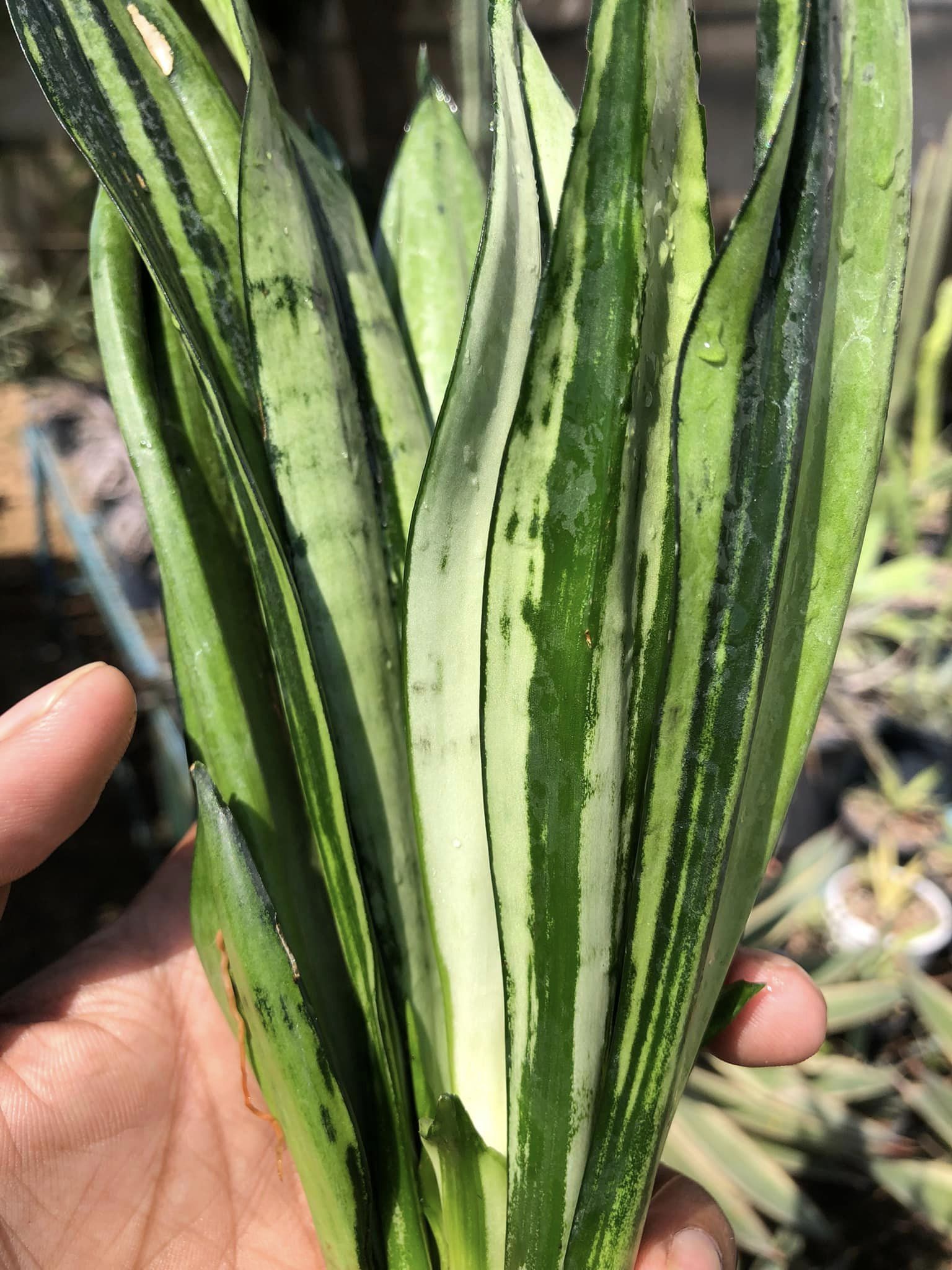Sansevieria BRAZILLIAN MOONSHINE
