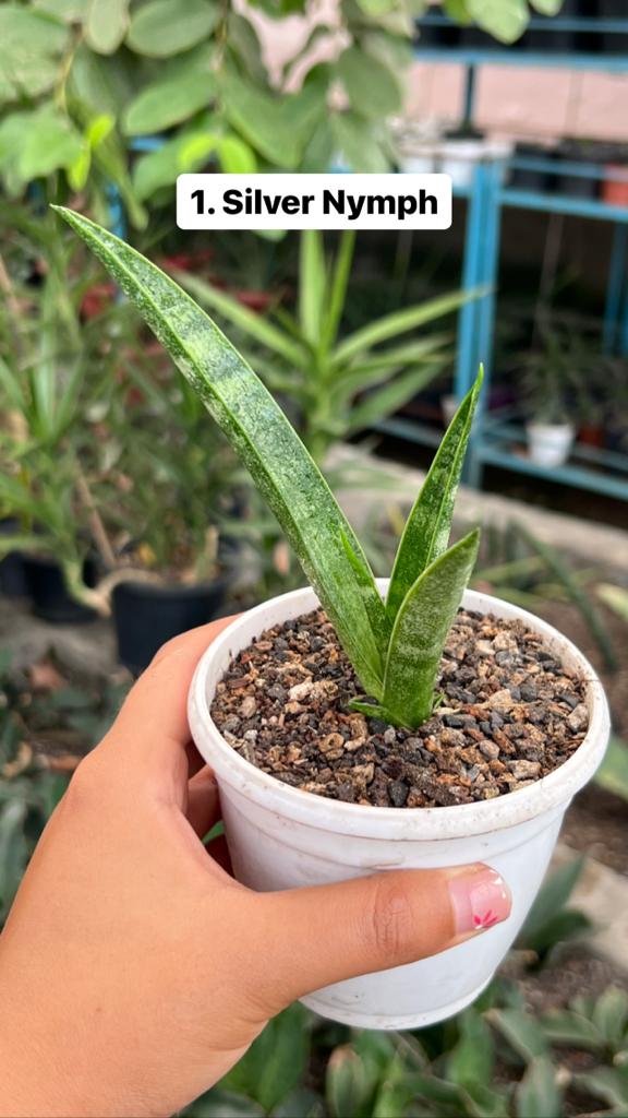 Sansevieria Combo Offer Of 6 (C)