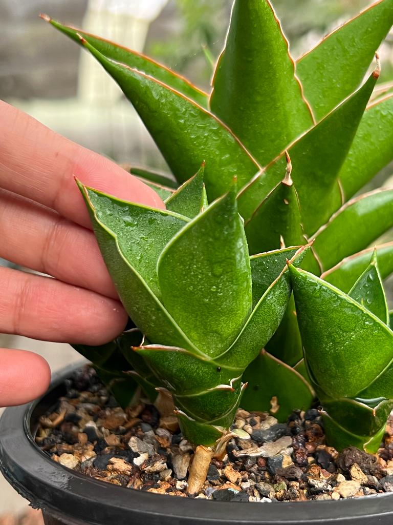 Sansevieria Hybrid 'Tower' pup
