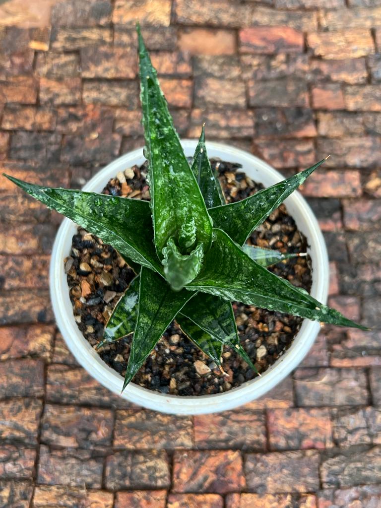 Sansevieria Hybrid 'Jatayu'