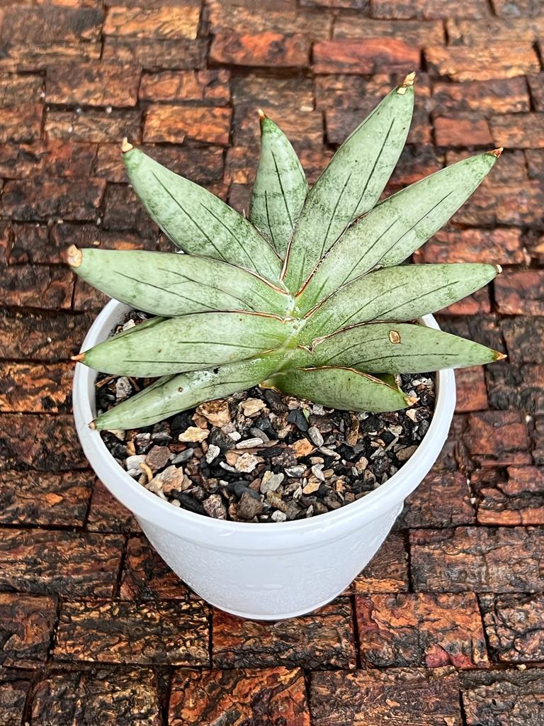 Sansevieria Hybrid 'Nilin'