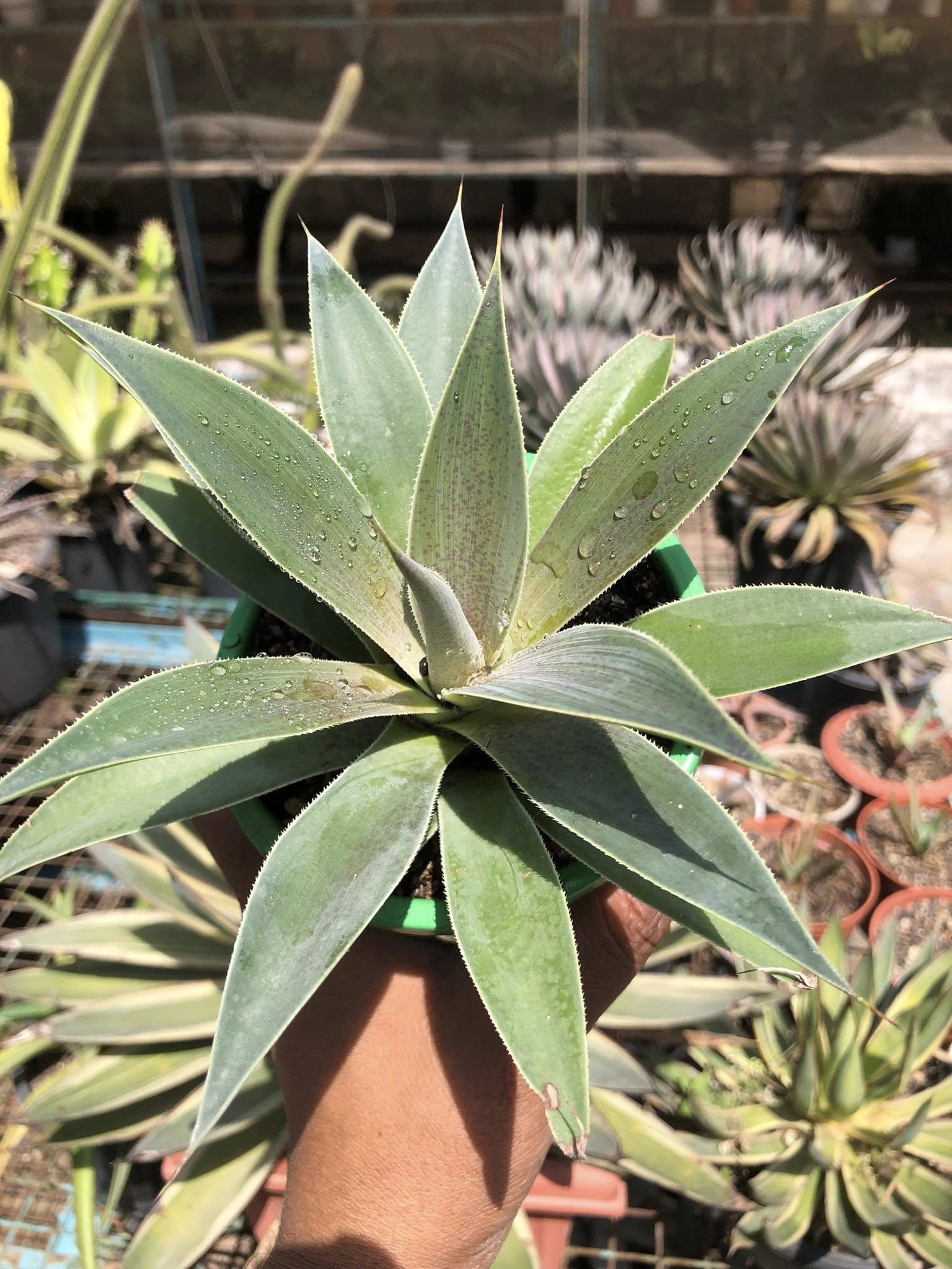 MANGAVE LAVENDER LADY