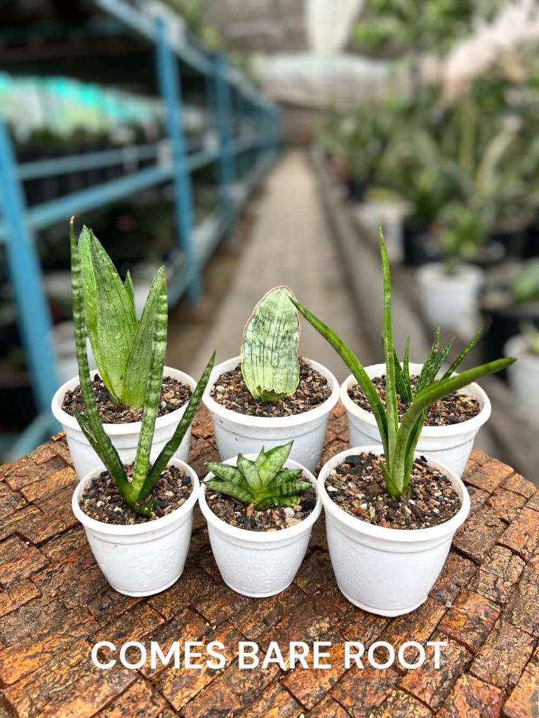 Sansevieria Combo Offer Of 6 (G)