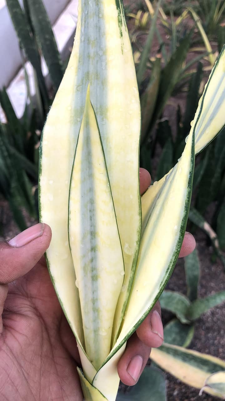 Sansevieria CRAIGII