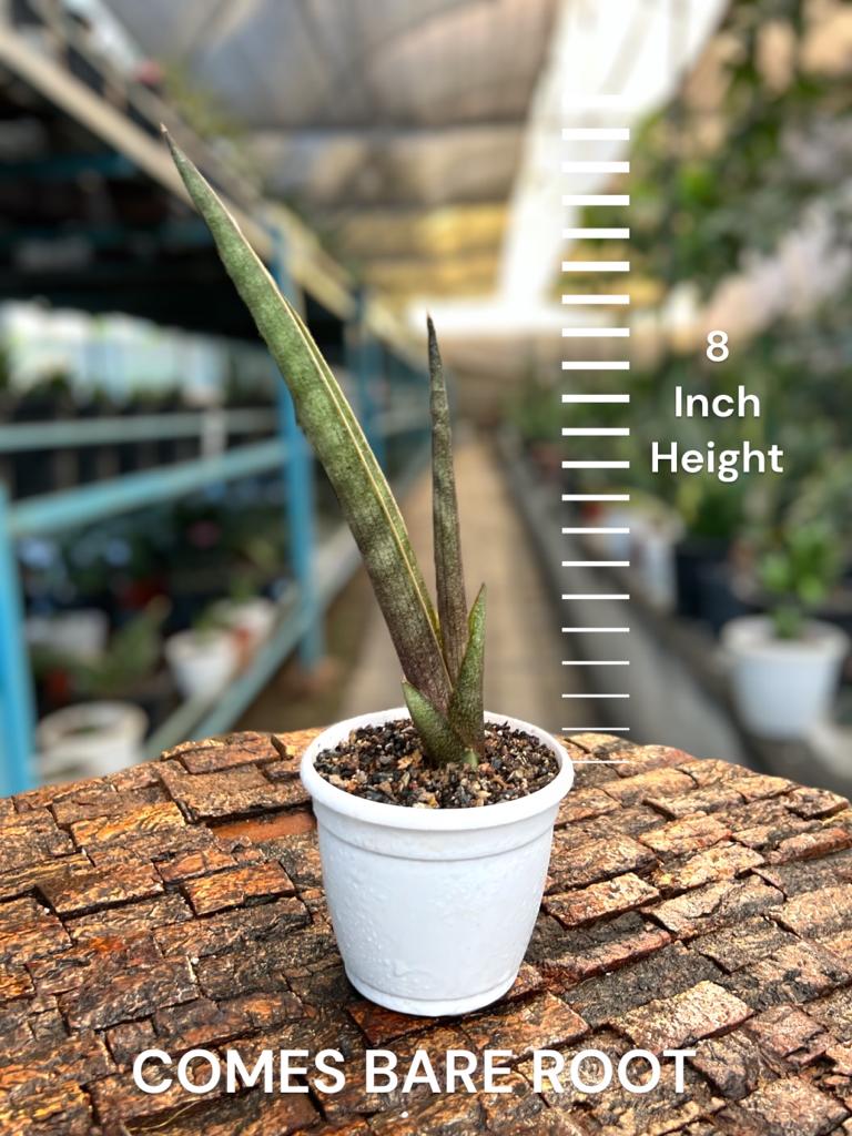 Sansevieria 'Pink Cell'