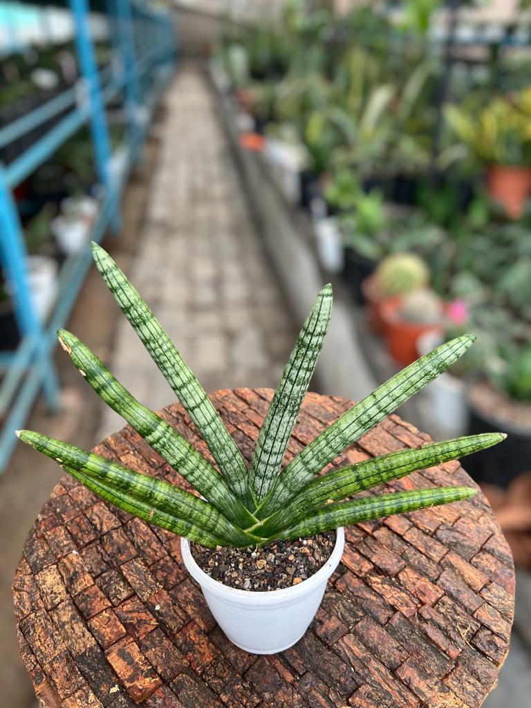 Sansevieria Boncel