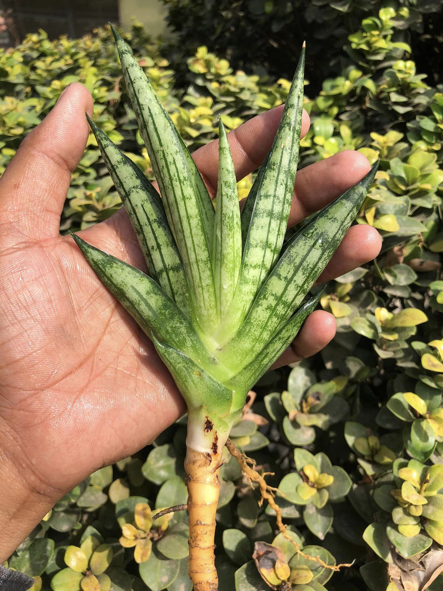 Sansevieria MANJHA