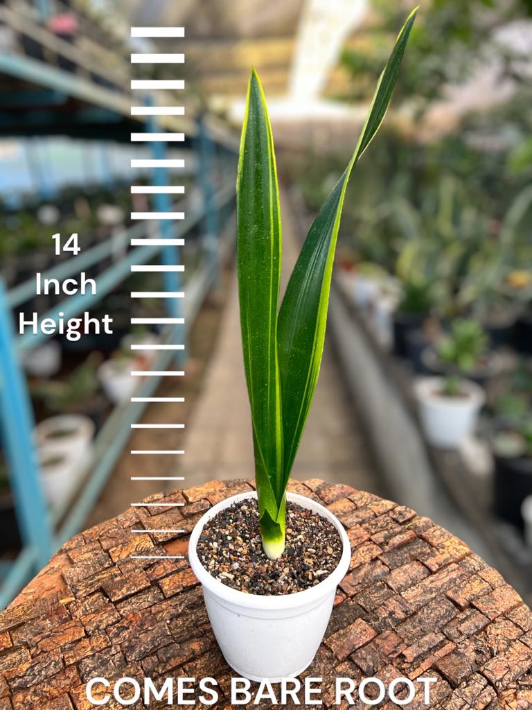 Sansevieria 'Oil Plastic'