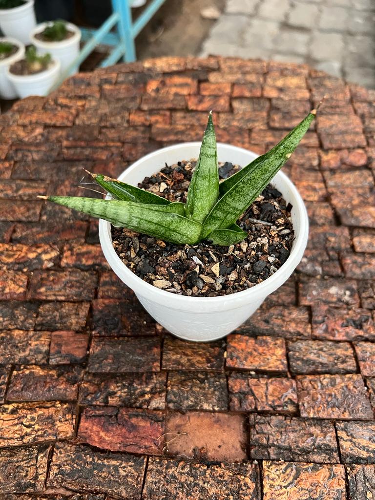 Sansevieria Moose