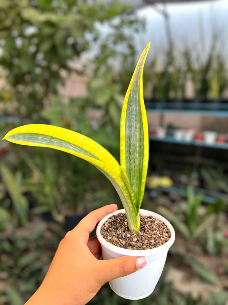 Sansevieria Trifaciata 'Aslaam'