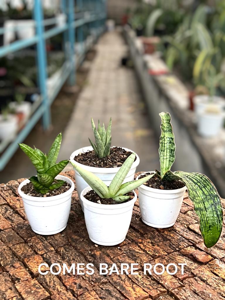 Sansevieria Combo #58 ( Four Plants)