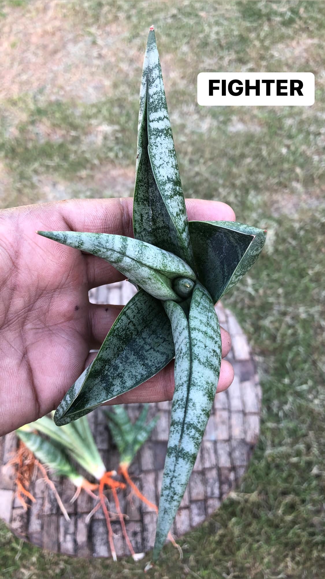 Sansevieria Combo #16, of five plants