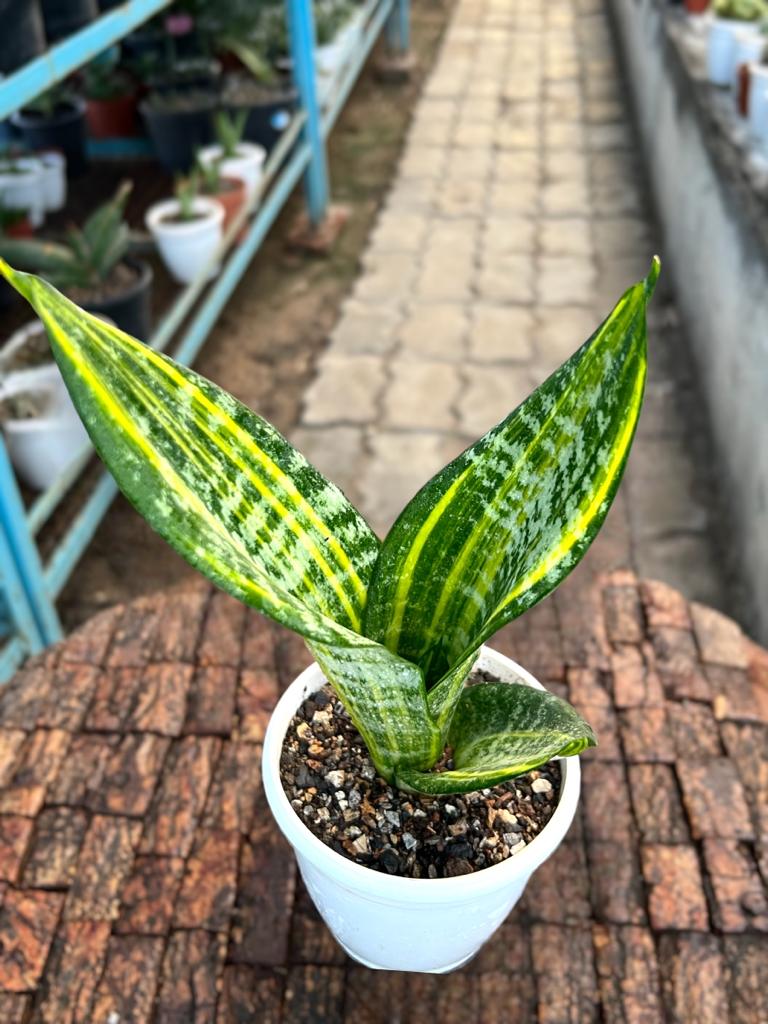 Sansevieria Trifaciata 'Futura Gold'