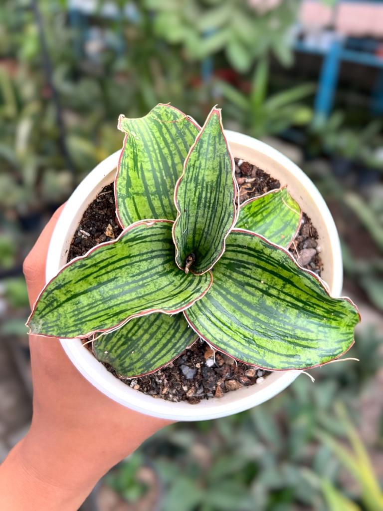 Sansevieria Cleopatra