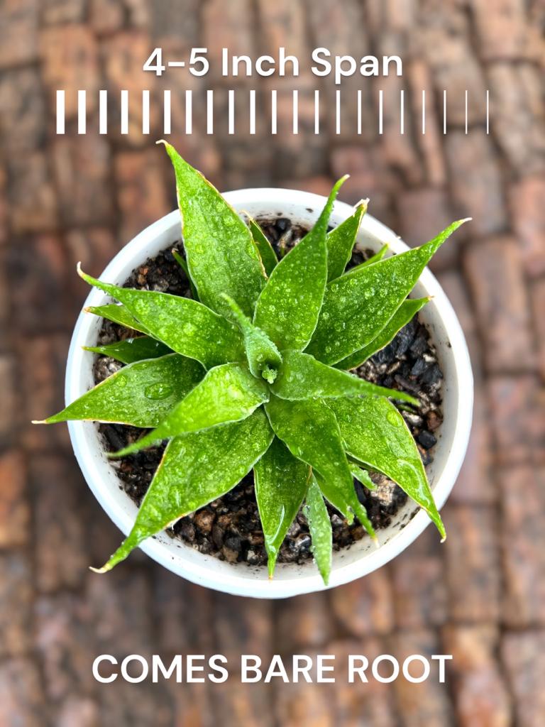 Sansevieria 'Sunflower'