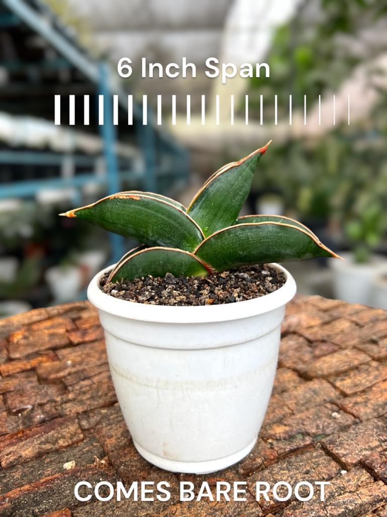 Sansevieria 'Fat' Banana