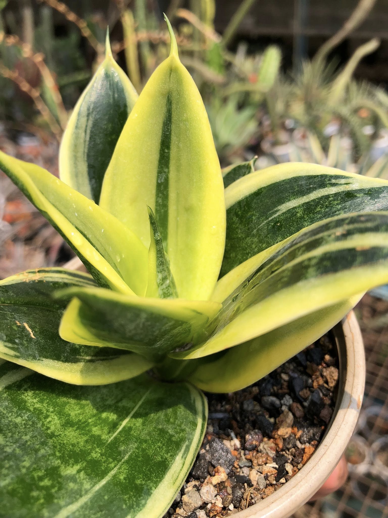 Sansevieria GOLDFLAME DWARF