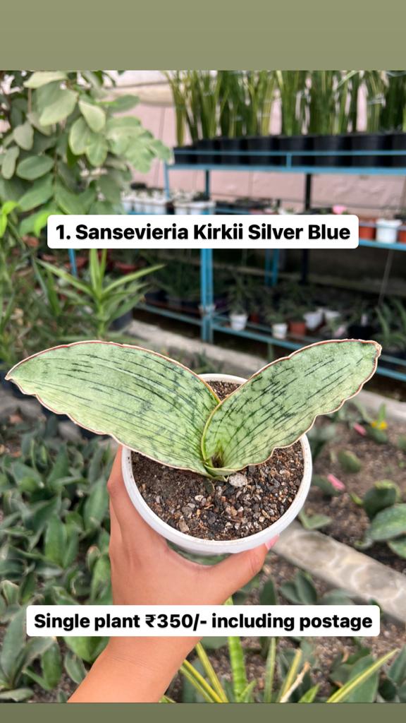 Sansevieria Combo Offer Of 5 (D)