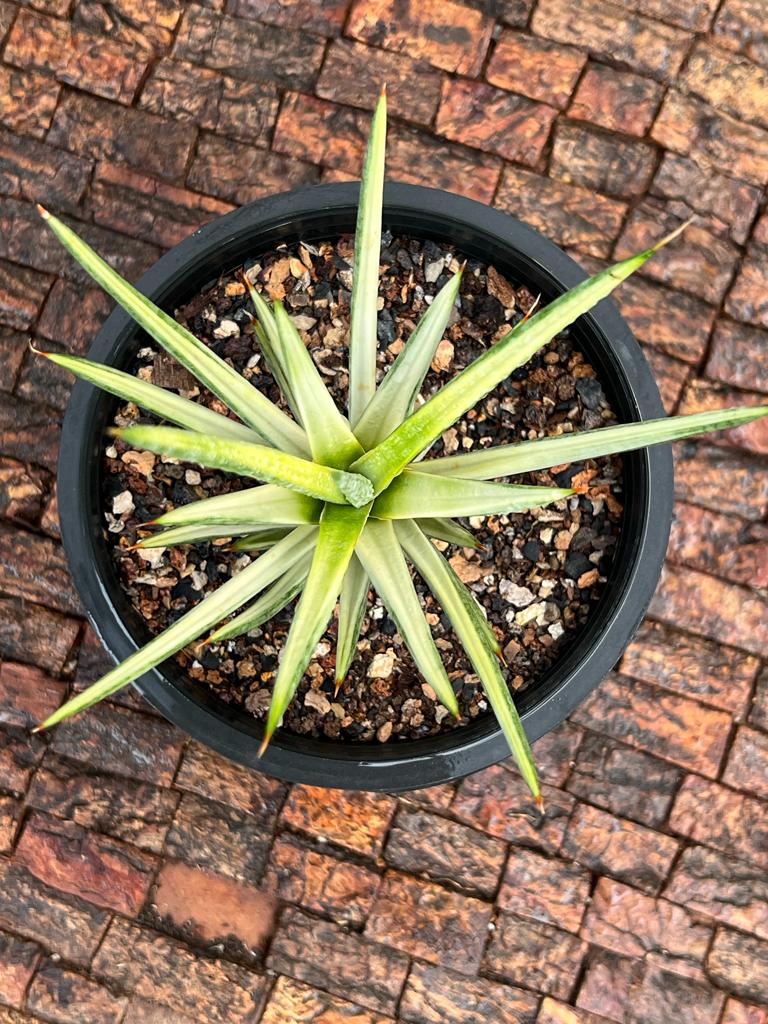 Sansevieria Francisii White Variegated