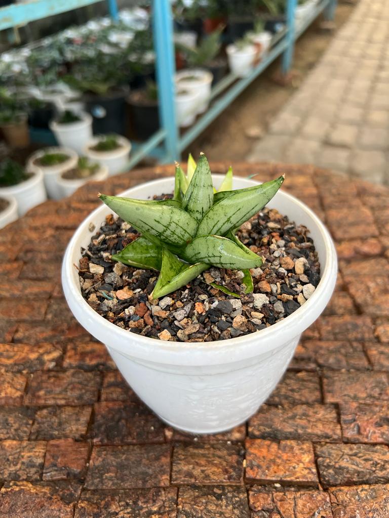 Sansevieria Mini Gold