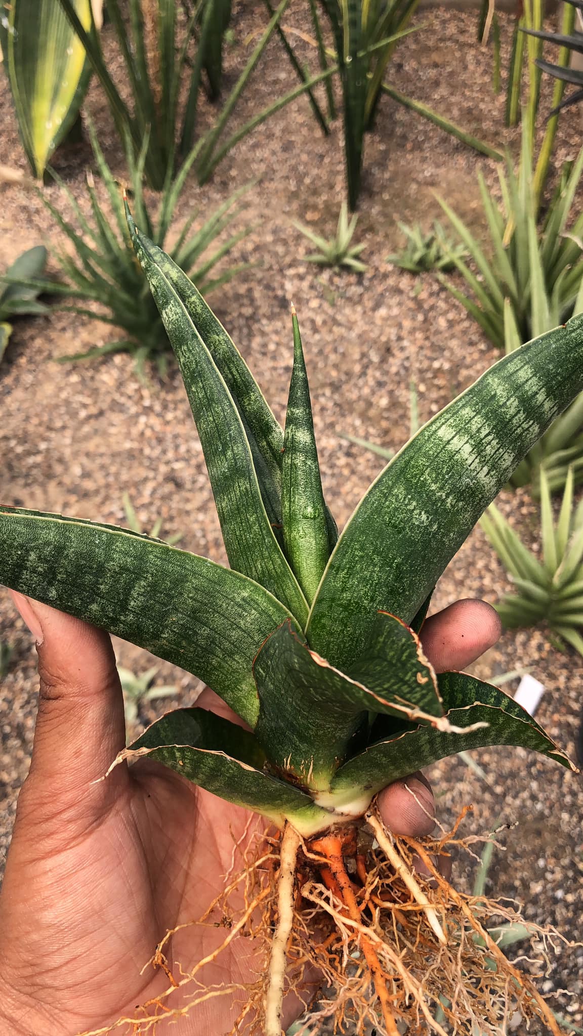 Sansevieria Rahwana large