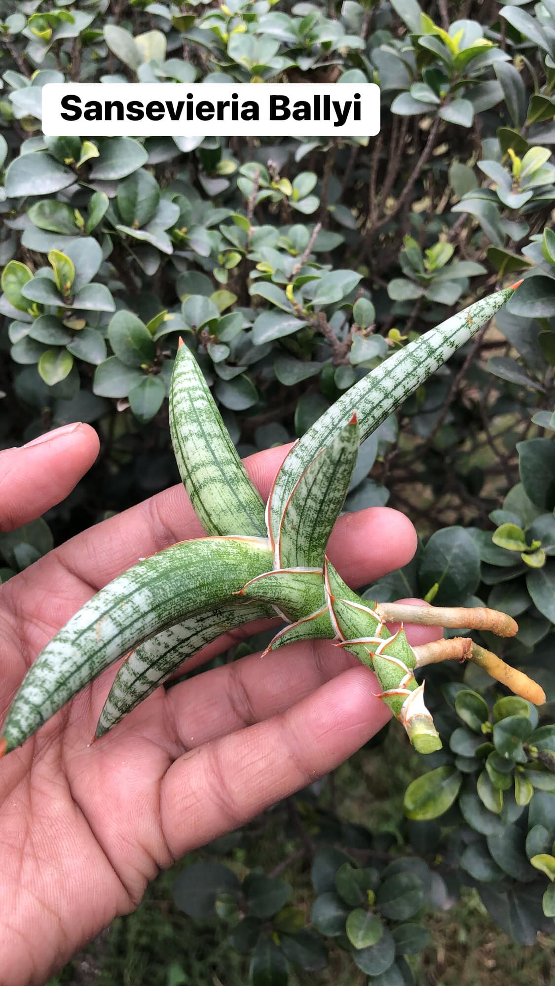 A Random Combo #48 (Dyckia, Agave and Sansevieria)