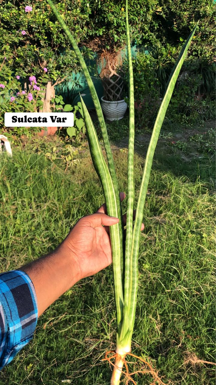 #115 Combo of 4 large Sansevieria