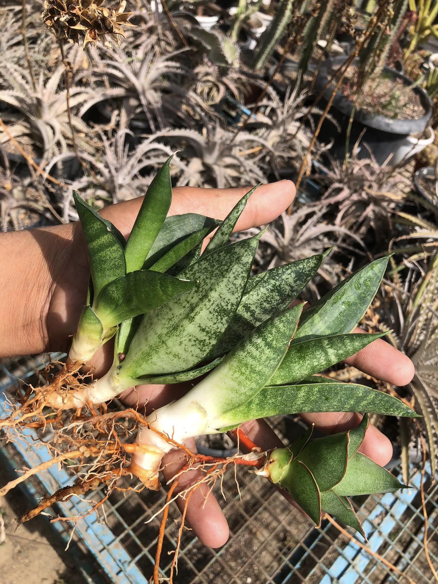 Sansevieria Combo #10 (four Plants)