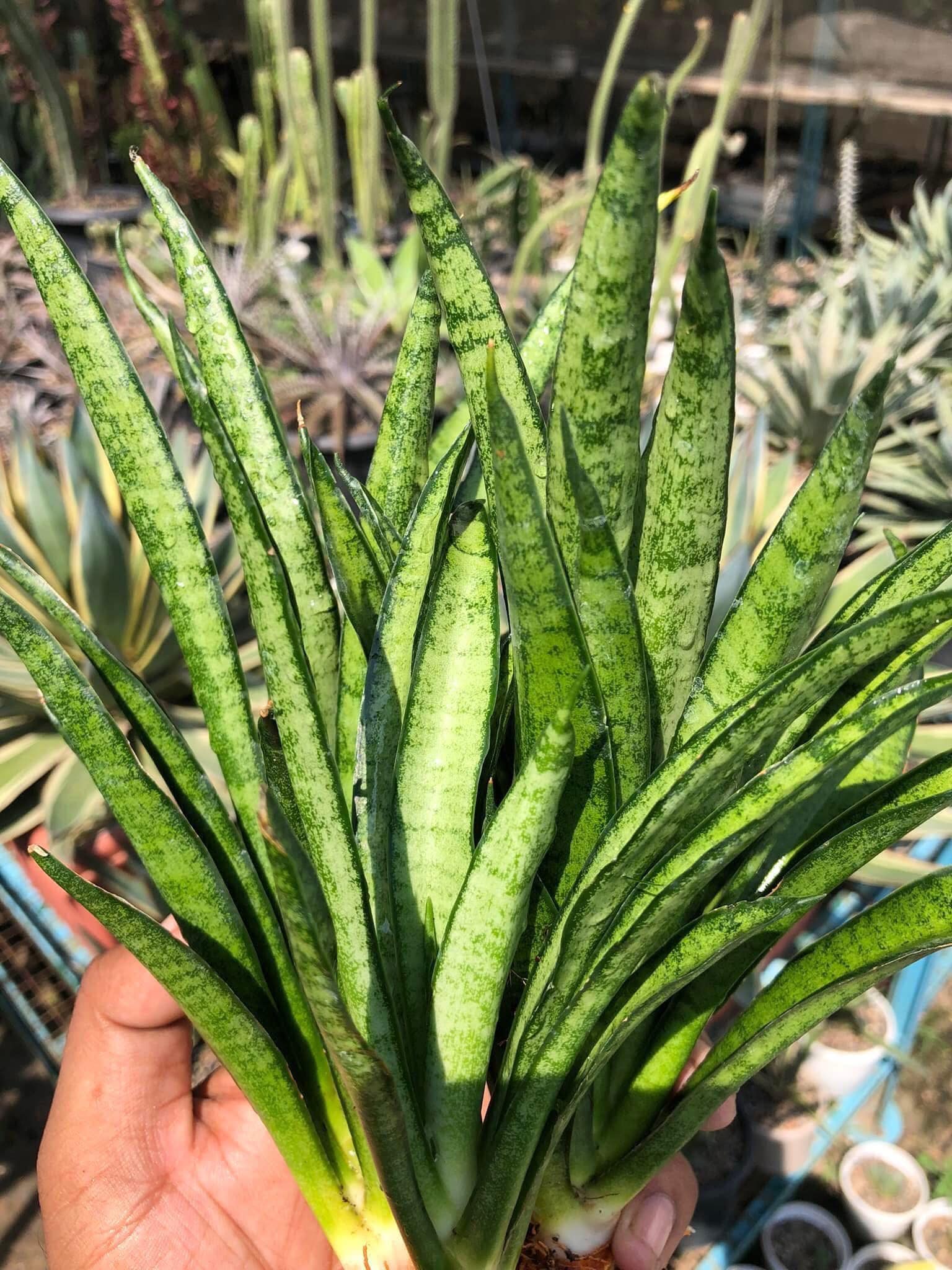 Sansevieria LILLIPUT (CLUMP of a Mother with Two Pups)