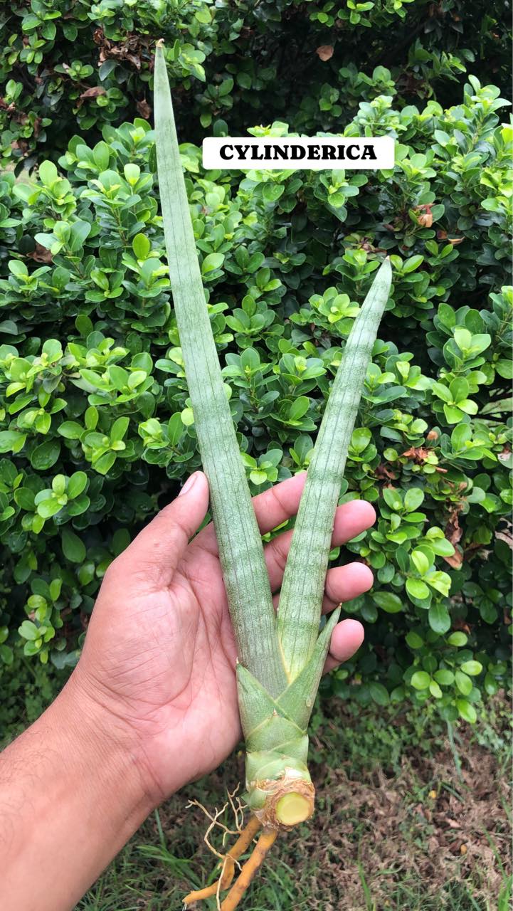 Sansevieria Combo #01 (Six Hybrids)