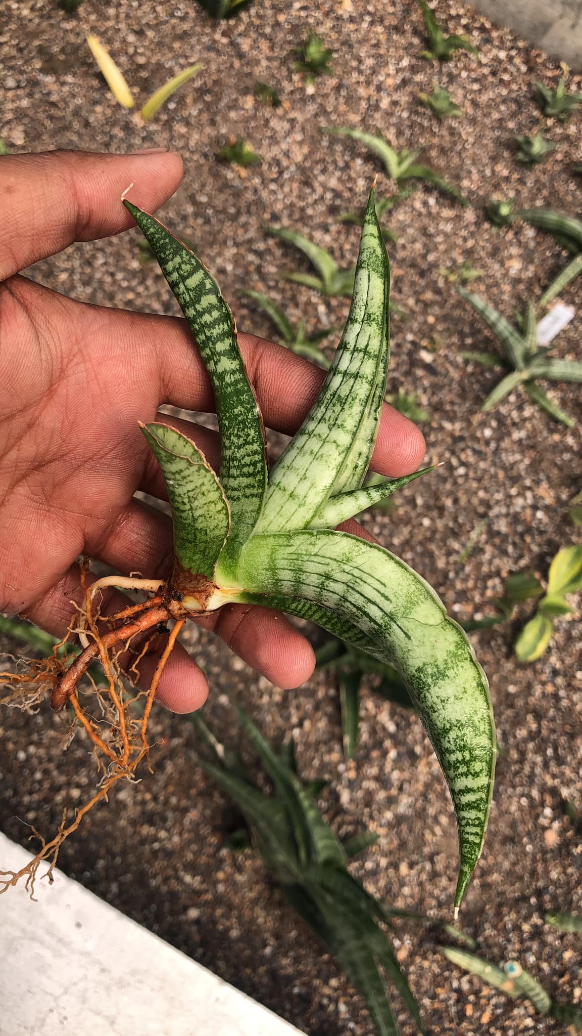 Sansevieria Silver Sulfer