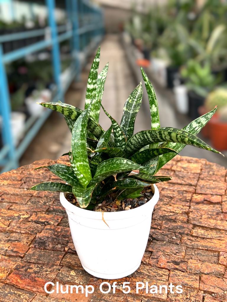 Sansevieria Crocodile Rock Clump