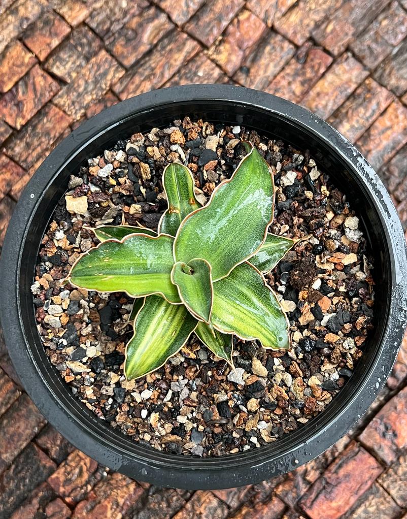 Sansevieria Blue Leaf Variegated (B)