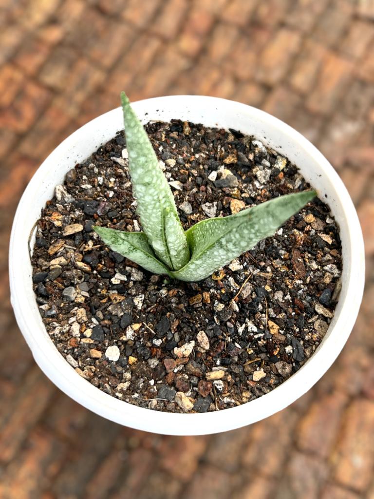 Sansevieria Silver Crown
