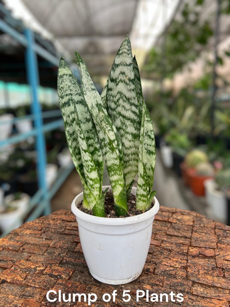Sansevieria Trifaciata Robusta Clump