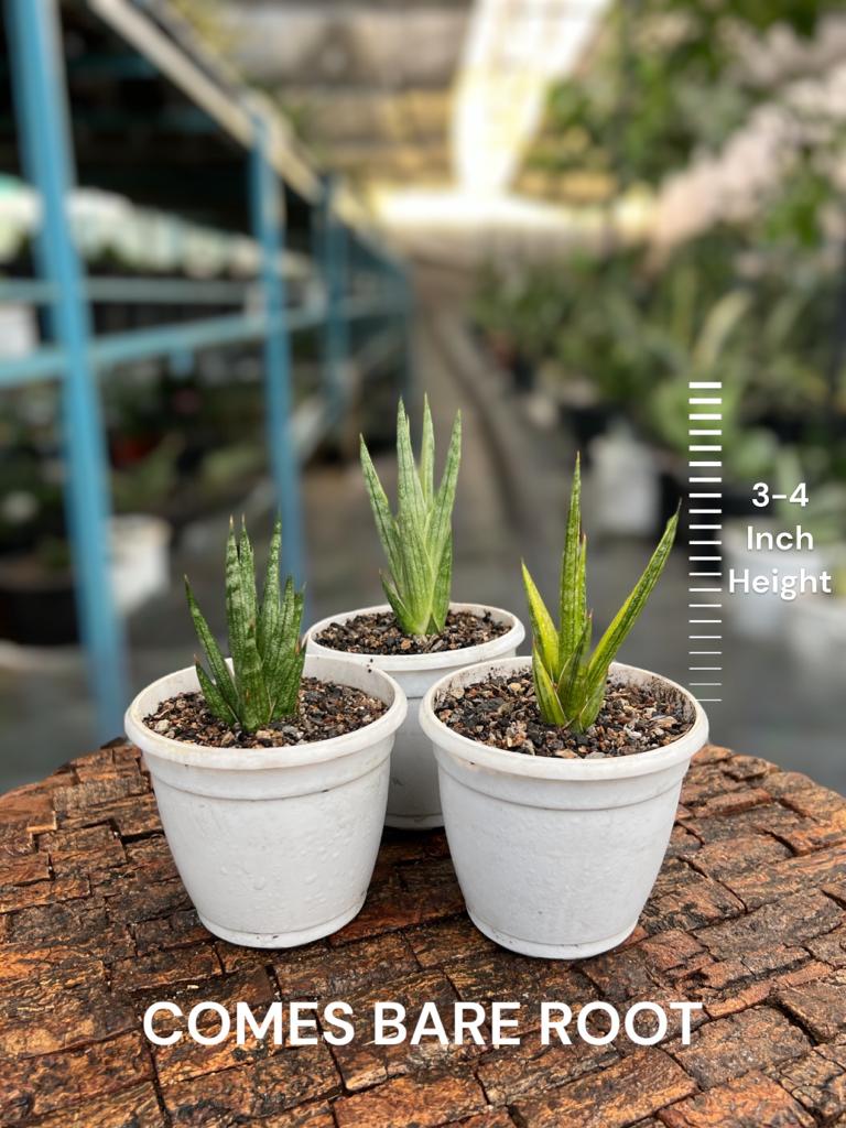 Sansevieria Francisii Combo of 3