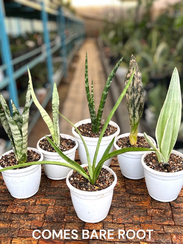 Sansevieria Combo Offer Of 6 (L)
